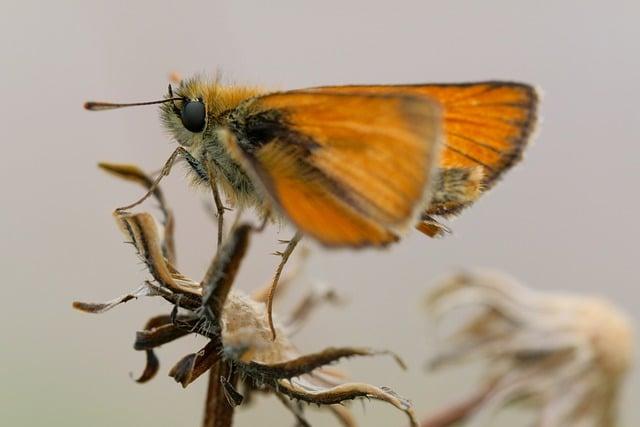 Pokyny pro skladování sušené mochyně: co zjistit a jak na to