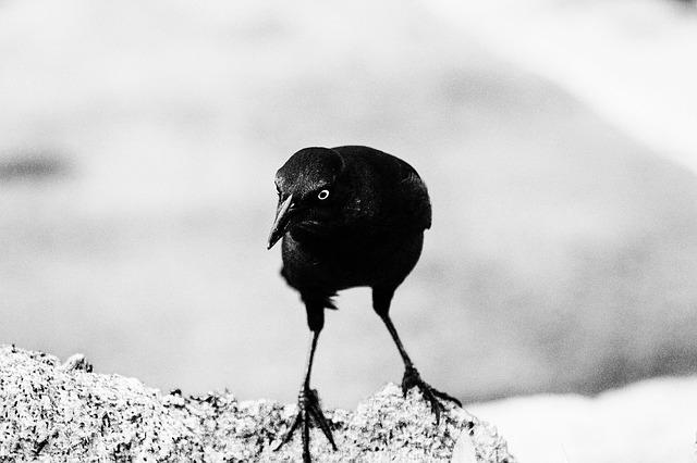 Může Pes Jíst Kešu Ořechy? Bezpečnostní Rady