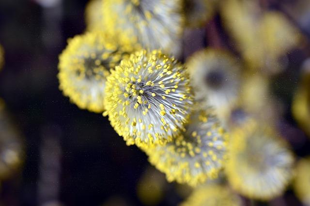 Alergie na Kešu: Příznaky a Jak se jim Vyhnout