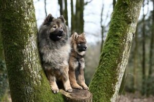 Mohou psi arašídy? Jsou arašídy bezpečné pro vašeho psa?
