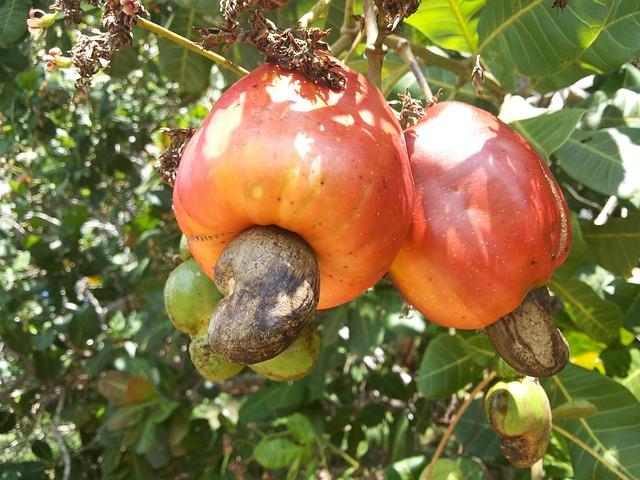 Recept na Lahodné Kešu Kuličky, Které si Zamilujete!