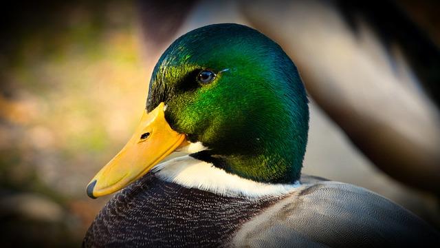 Nejlepší Způsoby, Jak Servírovat Veganskou Kachnu