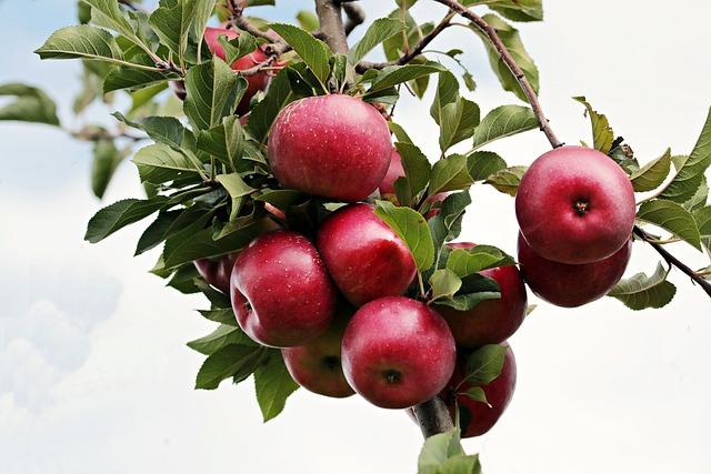 Nutriční Hodnota Kešu Jablka a Jeho Zdravotní Přínosy