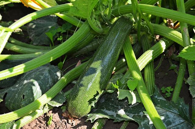 Plněná cuketa jako dokonalá vegetariánská volba pro každého