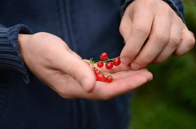 Recepty a využití bio kešu v kuchyni