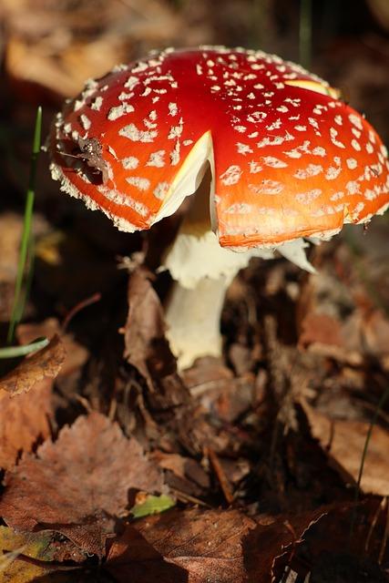 Rizika a omezení spojená s nadměrnou konzumací