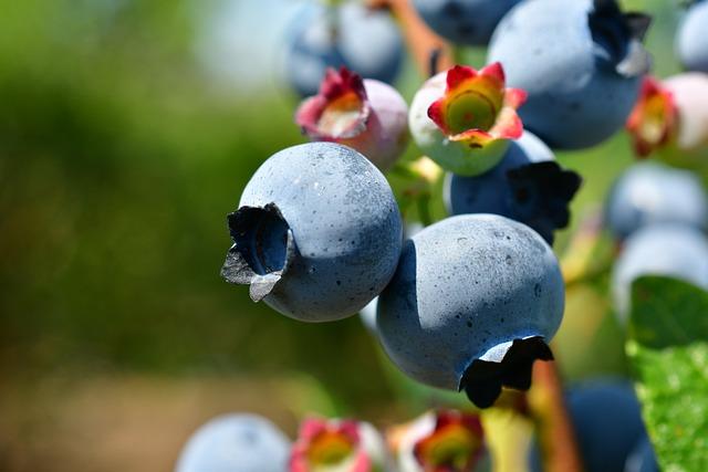 Antioxidanty v Kešu Ořeších a jejich Úloha v Prevenci Cukrovky