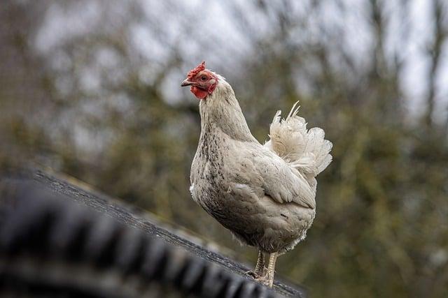 Úvod do světa kuřete s arašídovou omáčkou